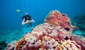 Great Barrier Reef di Australia Berupaya Seimbangkan